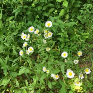 Meet your Posher, Becky